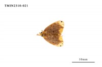 藏品(雙斑黃毒蛾)的圖片